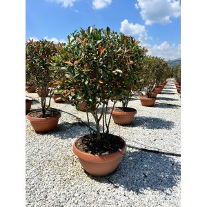 Červienka Fraserova (Photinia fraseri) ´RED ROBIN´ - výška 120-150 cm, kont. C55L (-24°C) VIACKMENNÁ